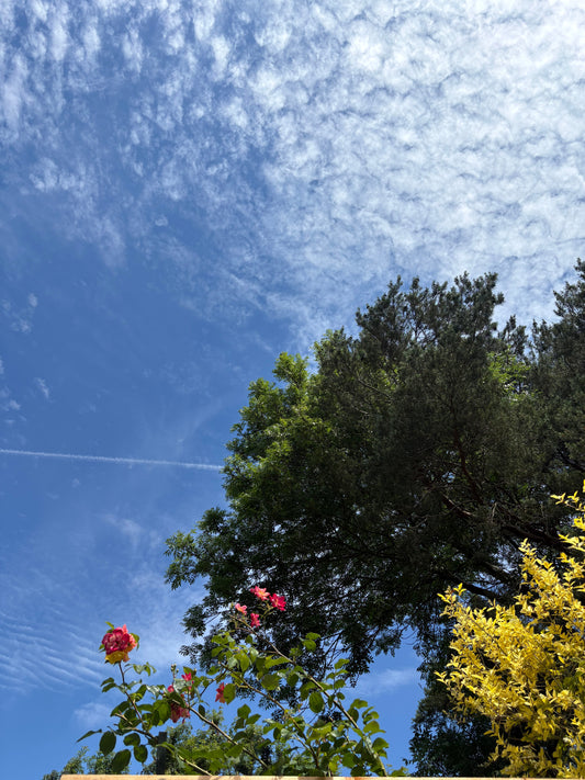 The First Spring Day